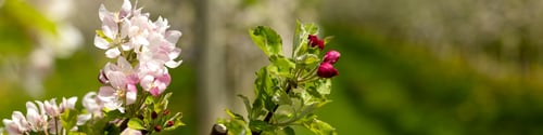 Preview: The banner flowering branch of a columnar apple tree after pruning. Blurred background