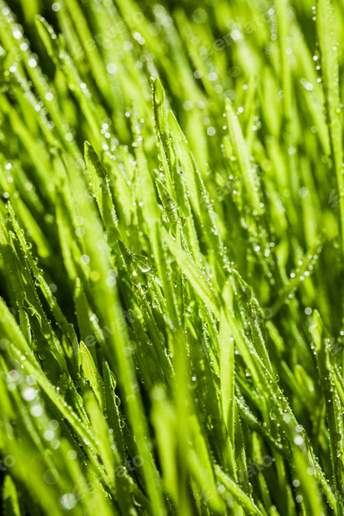 Preview: Abstract Macro Close-up of Mature Wheatgras