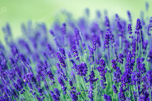 Preview: Of vibrant purple lavender flowers in a field with a soft green background.