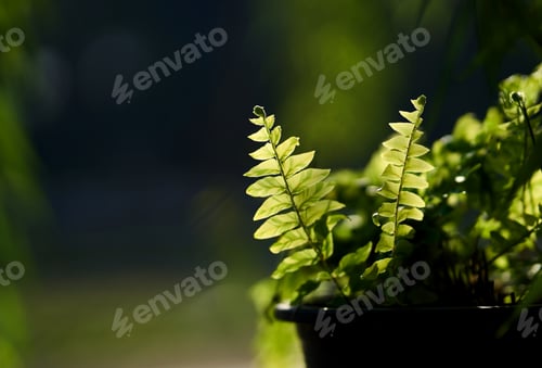 Vista previa: Fern growing in a pot