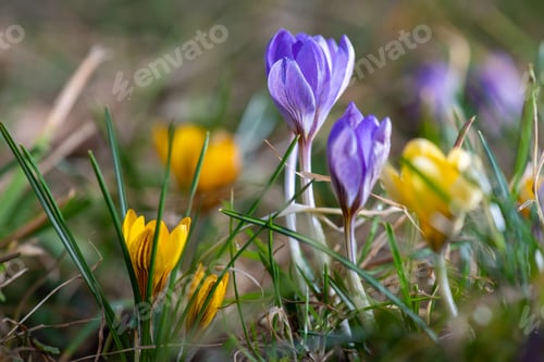 Preview: Spring flowers crocus. Spring compositions, purple and yellow crocus flowers in spring garden