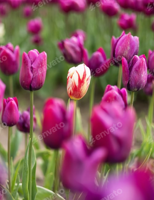 Preview: Tulip Flower Field. Close Up Nature Background