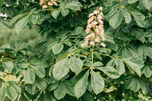 Preview: Spring chestnut flower among green large leaves on tree. Copy space