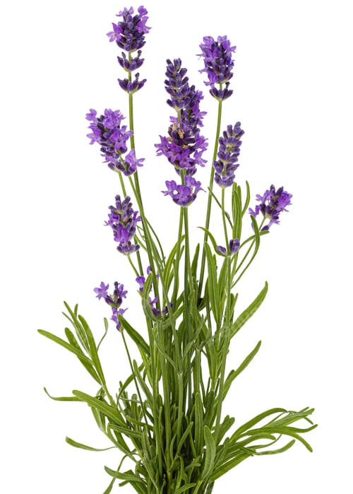 Preview: Flowers of violet lavender, isolated on white background