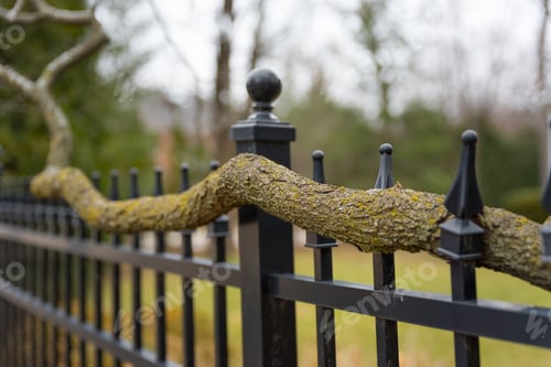 Preview: Tree Branch Growing Through A Metal Fence