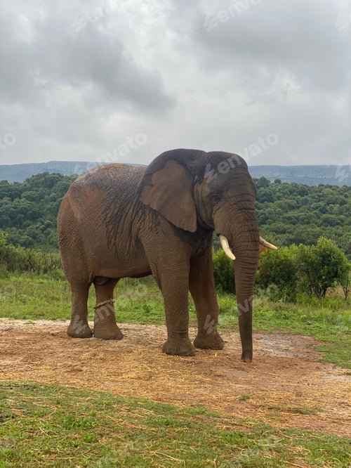 Preview: an elephant stands in dirt while some animals stand by it