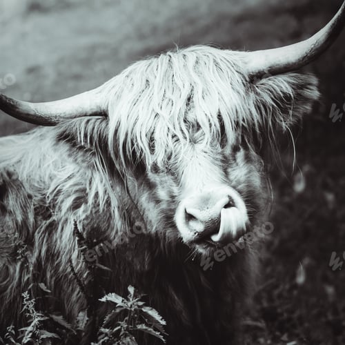 Preview: Funny and beautiful hairy highland cow, scottish symbol