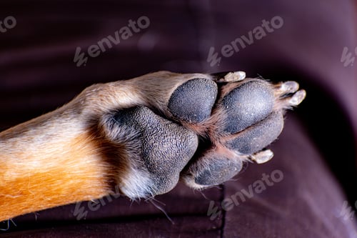 Preview: Closeup shot of a dogs paw