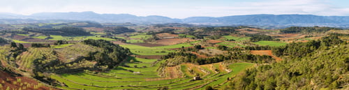 Preview: Plantation fields near Vallbona de les Monges