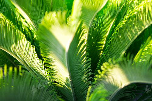 Preview: Green natural palm leaves background