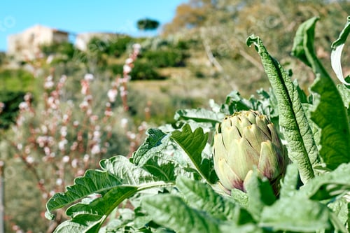 Preview: Artichoke plant in spring garden. Seasonal healthy eating. Organic gardening