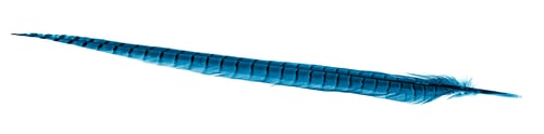 Preview: blue pheasant feather on a white background