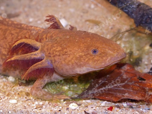 Preview: Underwater closeup on a captive colored neotenic , gilled, Mexican Axolotl, Ambystoma mexicanum