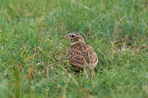 Preview: Eurasian skylark (Alauda arvensis)