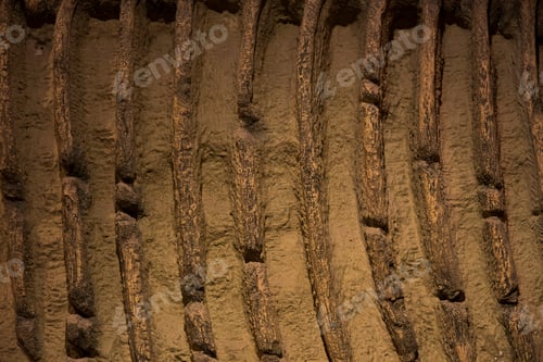 Preview: Dinosaur fossil