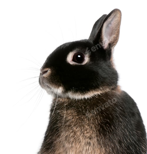 Preview: Close-up of rabbit in front of white background