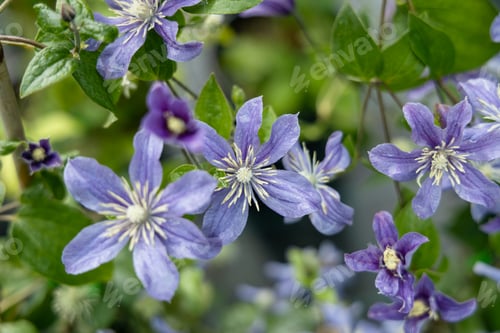 Preview: Clematis flowering plant blossoms in the summer garden
