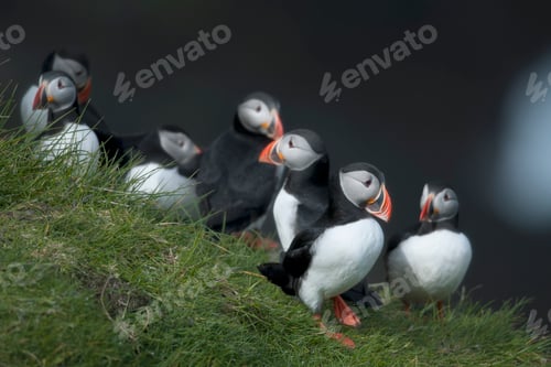 Preview: Atlantic Puffin or Common Puffin, Fratercula arctica, on Mykines, Faroe Islands