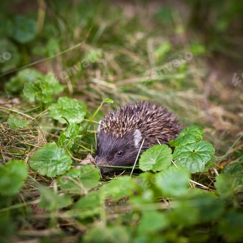 Preview: Baby European Hedgehog (Erinaceus europaeus) sniffing in grass,