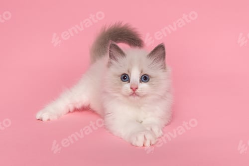 Preview: cat, kitten, pet, isolate