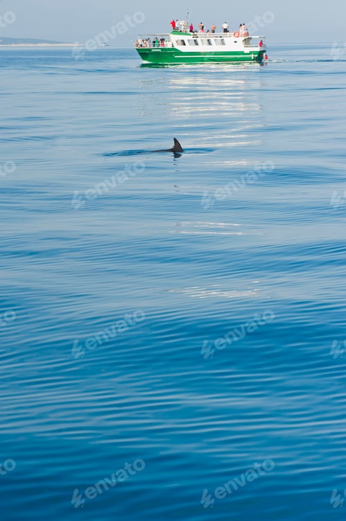 Preview: Photo of tourists on a dolphin watching boat trip on Brac Island, Dalmatian Coast, Croatia