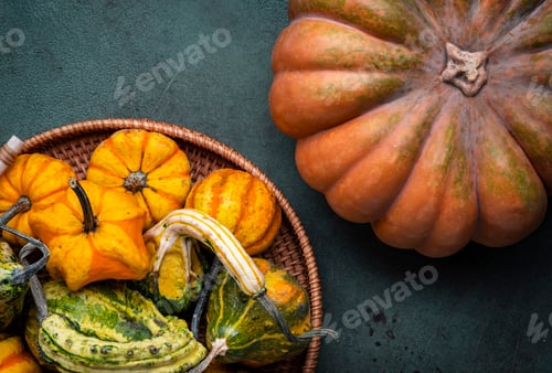Preview: Big orange pumpkin and small decorative pumpkins in tray on rustic green background, autumn harvest