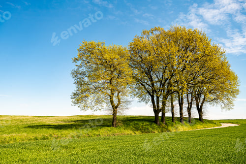 Preview: Green tree and green grass on slope with white clouds and blue sky.