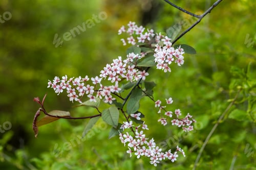 Preview: Beautiful Pink blooming bird cherry in an early spring