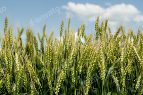 Preview: Close up of ripe wheat ears against beautiful sky with clouds.