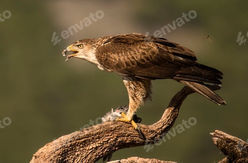 Preview: Furious wild eagle