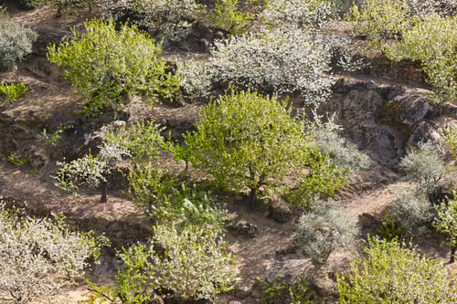 Preview: Cherry blossom hills in Jerte Valley, Caceres. Spring in Spain