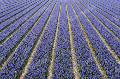 Preview: Rows of traditional Dutch Hyacinths
