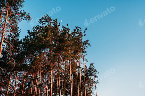Preview: beautiful landscape with tall trees against blue sky at evening