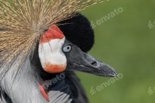 Preview: Black crowned crane (Balearica pavonina).