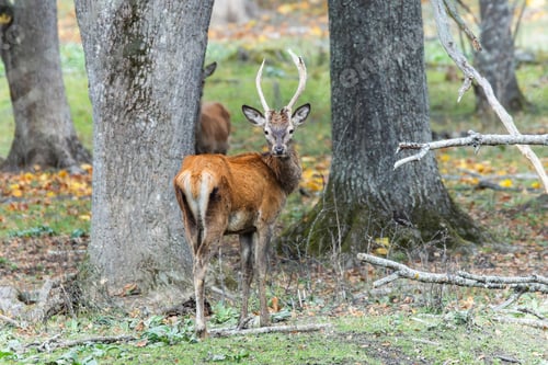Preview: Red deer at Ekolsund Castle Sweden
