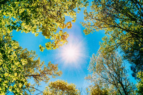 Preview: Sunny Canopy Of Tall Trees. Sunlight In Deciduous Forest, Summer