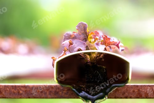 Preview: Organic farm with agriculture vegetable hydroponic.