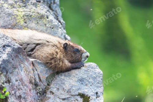 Preview: Marmot