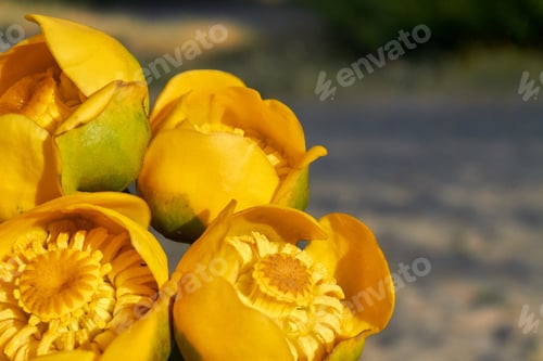 Preview: Yellow blossoming tulips flowers in the garden selective focus.