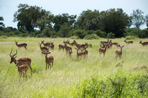 Preview: group impala