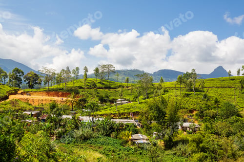Preview: Tea plantation
