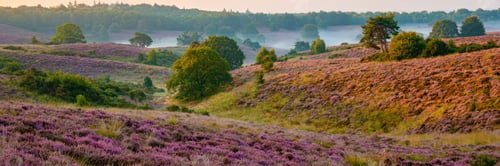 Preview: Posbank National park Veluwe, purple pink heather in bloom, blooming heater on the Veluwe