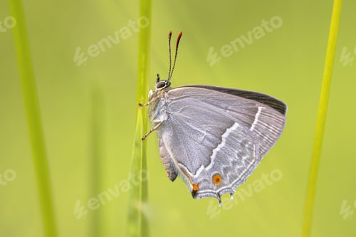 Preview: Purple hairstreak butterfly