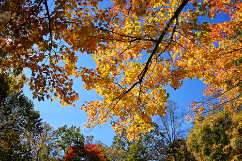 Preview: Yellow and orange autumn leaves against blue sky