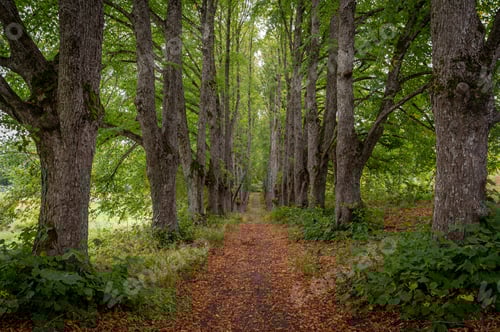Preview: Tranquil tree-lined pathway through lush greenery during autumn in a serene forest