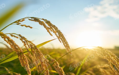 Preview: Detail of the rice plant at sunset in Valencia, with the plantation out of focus
