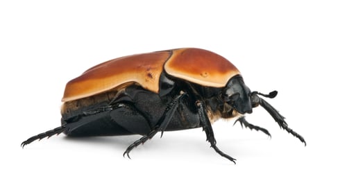 Preview: Pachnoda marginata, a species of beetle, Flower chafer, in front of white background