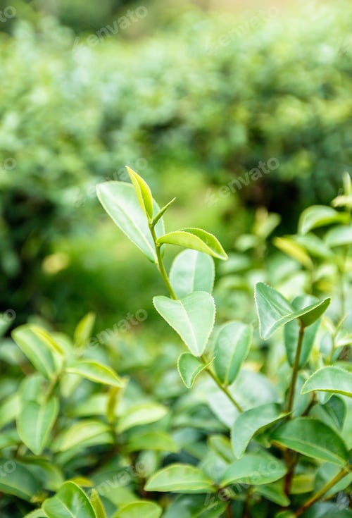 Preview: Closeup, Top of Green tea leaf in the morning