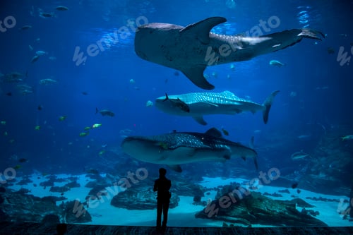 Preview: Fishes in aquarium