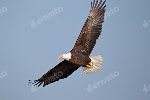 Preview: eagle, bald, us